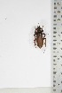  ( - BC-TB5114)  @11 [ ] Copyright (2010) Unspecified Research Collection of Thierry Bouyer