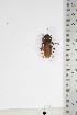  ( - BC-TB5115)  @11 [ ] Copyright (2010) Unspecified Research Collection of Thierry Bouyer