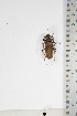  ( - BC-TB5116)  @11 [ ] Copyright (2010) Unspecified Research Collection of Thierry Bouyer