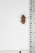  ( - BC-TB5118)  @11 [ ] Copyright (2010) Unspecified Research Collection of Thierry Bouyer