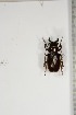  ( - BC-TB5126)  @11 [ ] Copyright (2010) Unspecified Research Collection of Thierry Bouyer