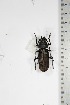  ( - BC-TB5154)  @13 [ ] Copyright (2010) Unspecified Research Collection of Thierry Bouyer
