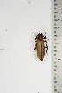  ( - BC-TB5183)  @12 [ ] Copyright (2010) Unspecified Research Collection of Thierry Bouyer