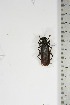  ( - BC-TB5186)  @11 [ ] Copyright (2010) Unspecified Research Collection of Thierry Bouyer