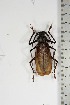  ( - BC-TB5197)  @11 [ ] Copyright (2010) Unspecified Research Collection of Thierry Bouyer