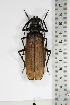  ( - BC-TB5216)  @11 [ ] Copyright (2010) Unspecified Research Collection of Thierry Bouyer