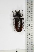  ( - BC-TB5217)  @13 [ ] Copyright (2010) Unspecified Research Collection of Thierry Bouyer