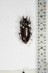  ( - BC-TB5218)  @13 [ ] Copyright (2010) Unspecified Research Collection of Thierry Bouyer