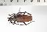 (Aegosoma sinicum - BC-TB0716)  @11 [ ] Copyright (2010) Unspecified Research Collection of Thierry Bouyer