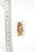  ( - BC-TB3336)  @11 [ ] Copyright (2010) Unspecified Research Collection of Thierry Bouyer