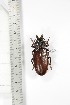  ( - BCTB3346)  @11 [ ] Copyright (2010) Unspecified Research Collection of Thierry Bouyer