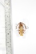  ( - BCTB3352)  @11 [ ] Copyright (2010) Unspecified Research Collection of Thierry Bouyer