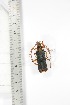  ( - BCTB3387)  @11 [ ] Copyright (2010) Unspecified Research Collection of Thierry Bouyer