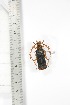  ( - BCTB3388)  @11 [ ] Copyright (2010) Unspecified Research Collection of Thierry Bouyer