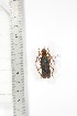  ( - BCTB3390)  @11 [ ] Copyright (2010) Unspecified Research Collection of Thierry Bouyer