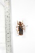  ( - BCTB3391)  @11 [ ] Copyright (2010) Unspecified Research Collection of Thierry Bouyer