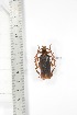  ( - BCTB3392)  @11 [ ] Copyright (2010) Unspecified Research Collection of Thierry Bouyer