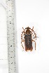  ( - BCTB3393)  @11 [ ] Copyright (2010) Unspecified Research Collection of Thierry Bouyer