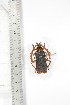  ( - BCTB3394)  @11 [ ] Copyright (2010) Unspecified Research Collection of Thierry Bouyer