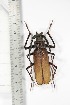  ( - BCTB3438)  @11 [ ] Copyright (2010) Unspecified Research Collection of Thierry Bouyer