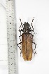 ( - BCTB3439)  @11 [ ] Copyright (2010) Unspecified Research Collection of Thierry Bouyer