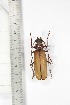  ( - BCTB3441)  @11 [ ] Copyright (2010) Unspecified Research Collection of Thierry Bouyer