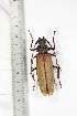  ( - BCTB3442)  @11 [ ] Copyright (2010) Unspecified Research Collection of Thierry Bouyer