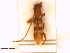  ( - CLV7792)  @11 [ ] CreativeCommons - Attribution Share-Alike (2022) Unspecified Institut National de la Recherche Agronomique, Zoologie Forestiere