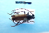  (Plocaederus fragosoi - CLV7843)  @11 [ ] CreativeCommons  Attribution Non-Commercial Share-Alike (2019) Carlos Lopez Vaamonde Institut National de la Recherche Agronomique, Zoologie Forestiere
