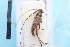  (Pattalinus - CLV7845)  @11 [ ] CreativeCommons  Attribution Non-Commercial Share-Alike (2019) Carlos Lopez Vaamonde Institut National de la Recherche Agronomique, Zoologie Forestiere