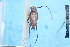  ( - CLV7845)  @11 [ ] CreativeCommons  Attribution Non-Commercial Share-Alike (2019) Carlos Lopez Vaamonde Institut National de la Recherche Agronomique, Zoologie Forestiere