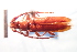  (Coleoxestia olivieri - CLV8055)  @11 [ ] CreativeCommons  Attribution Non-Commercial Share-Alike (2018) Carlos Lopez Vaamonde Institut National de la Recherche Agronomique, Zoologie Forestiere