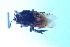  (Eufriesea superba - CLV8076)  @12 [ ] CreativeCommons  Attribution Non-Commercial Share-Alike (2018) Carlos Lopez Vaamonde Institut National de la Recherche Agronomique, Zoologie Forestiere
