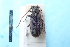  (Drycothaea brasiliensis - CLV7791)  @11 [ ] CreativeCommons  Attribution Non-Commercial Share-Alike (2019) Carlos Lopez Vaamonde Institut National de la Recherche Agronomique, Zoologie Forestiere