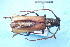  (Hirtobrasilianus villiersi - CLV7804)  @11 [ ] CreativeCommons  Attribution Non-Commercial Share-Alike (2019) Carlos Lopez Vaamonde Institut National de la Recherche Agronomique, Zoologie Forestiere