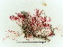  (Aglaothamnion halliae - GWS005753)  @11 [ ] Unspecified (default): All Rights Reserved  Unspecified Unspecified
