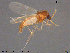  ( - AT-Cer2)  @14 [ ] CreativeCommons - Attribution Non-Commercial Share-Alike (2015) NTNU University Museum, Department of Natural History NTNU University Museum, Department of Natural History