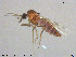  ( - AT-Cer3)  @13 [ ] CreativeCommons - Attribution Non-Commercial Share-Alike (2015) NTNU University Museum, Department of Natural History NTNU University Museum, Department of Natural History