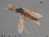  ( - AT-Cer5)  @13 [ ] CreativeCommons - Attribution Non-Commercial Share-Alike (2015) NTNU University Museum, Department of Natural History NTNU University Museum, Department of Natural History