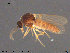 ( - AT-Cer8)  @11 [ ] CreativeCommons - Attribution Non-Commercial Share-Alike (2015) NTNU University Museum, Department of Natural History NTNU University Museum, Department of Natural History