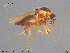  (Forcipomyia sp. 19ES - AT-Cer10)  @11 [ ] CreativeCommons - Attribution Non-Commercial Share-Alike (2015) NTNU University Museum, Department of Natural History NTNU University Museum, Department of Natural History