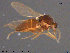  (Forcipomyia sp. 8ES - AT-Cer14)  @11 [ ] CreativeCommons - Attribution Non-Commercial Share-Alike (2015) NTNU University Museum, Department of Natural History NTNU University Museum, Department of Natural History