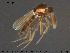  ( - AT-Cer16)  @13 [ ] CreativeCommons - Attribution Non-Commercial Share-Alike (2015) NTNU University Museum, Department of Natural History NTNU University Museum, Department of Natural History