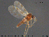  ( - AT-Cer17)  @14 [ ] CreativeCommons - Attribution Non-Commercial Share-Alike (2015) NTNU University Museum, Department of Natural History NTNU University Museum, Department of Natural History