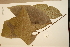  ( - CNS_CC_x02_H10)  @11 [ ] Copyright (2010) Australia Tropical Herbarium CSIRO, Queensland Government and James Cook University