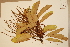 (Musgravea - CNS_CC_6076_C8)  @11 [ ] Copyright (2010) Australia Tropical Herbarium CSIRO, Queensland Government and James Cook University