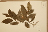  (Antidesma bunius - CNS_CC_x01_G1)  @11 [ ] Copyright (2010) Australia Tropical Herbarium CSIRO, Queensland Government and James Cook University