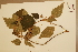  (Mallotus mollisimus - CNS_CC_6079_F5)  @11 [ ] Copyright (2010) Australia Tropical Herbarium CSIRO, Queensland Government and James Cook University