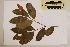  ( - CNS_CC_6076_F1)  @11 [ ] Copyright (2010) Australia Tropical Herbarium CSIRO, Queensland Government and James Cook University
