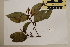  ( - CNS_CC_x01_C4)  @11 [ ] Copyright (2010) Australia Tropical Herbarium CSIRO, Queensland Government and James Cook University